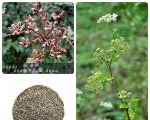 白鲜皮种子冰柜催芽方法（利用低温环境促进种子发芽）